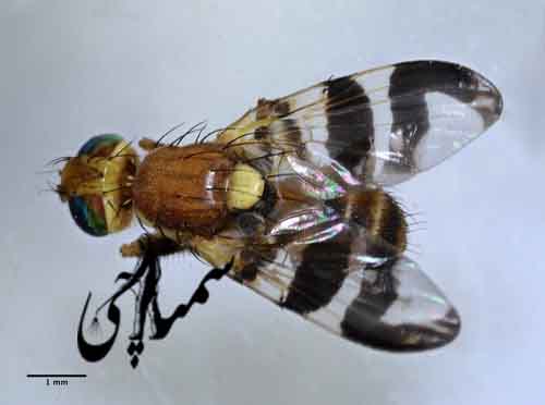 مگس میوه پسته